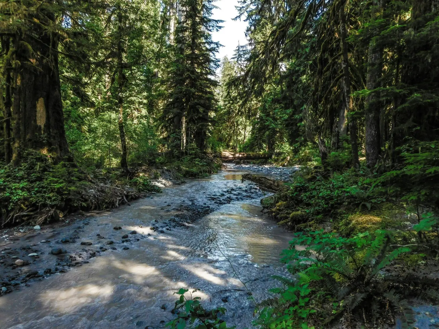 BC riparian area and forest